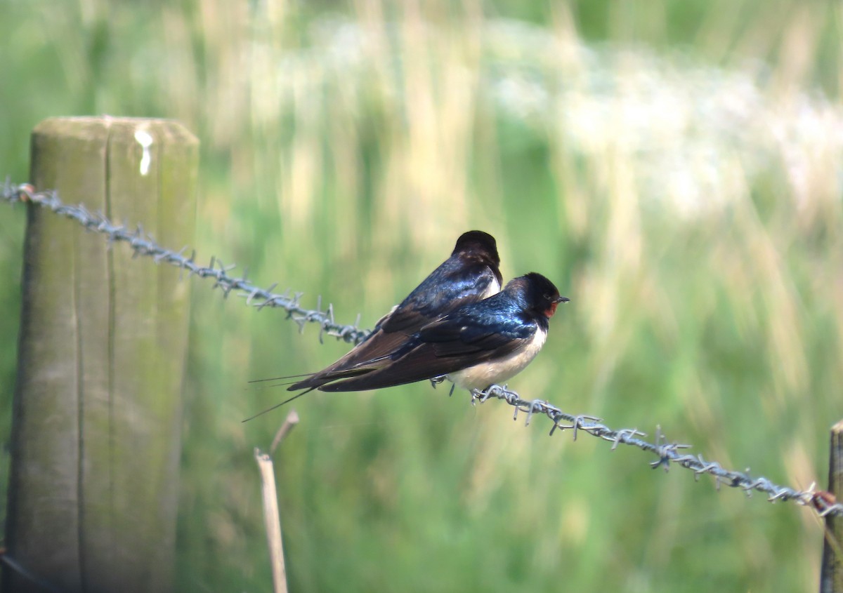 Barn Swallow - ML619278561