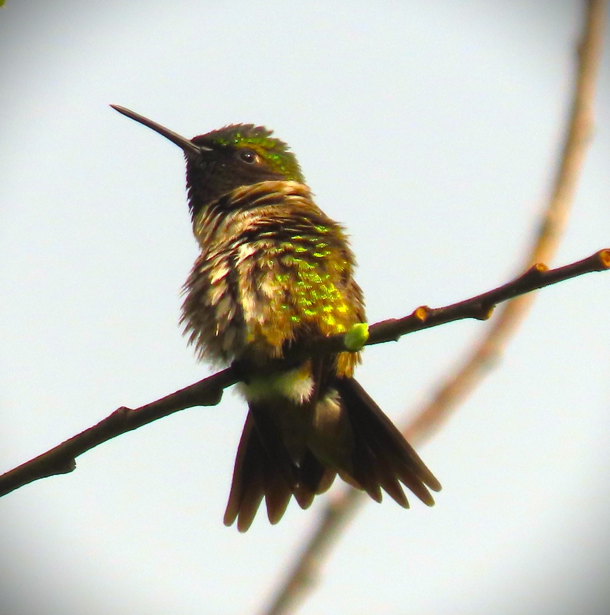 Ruby-throated Hummingbird - ML619278594