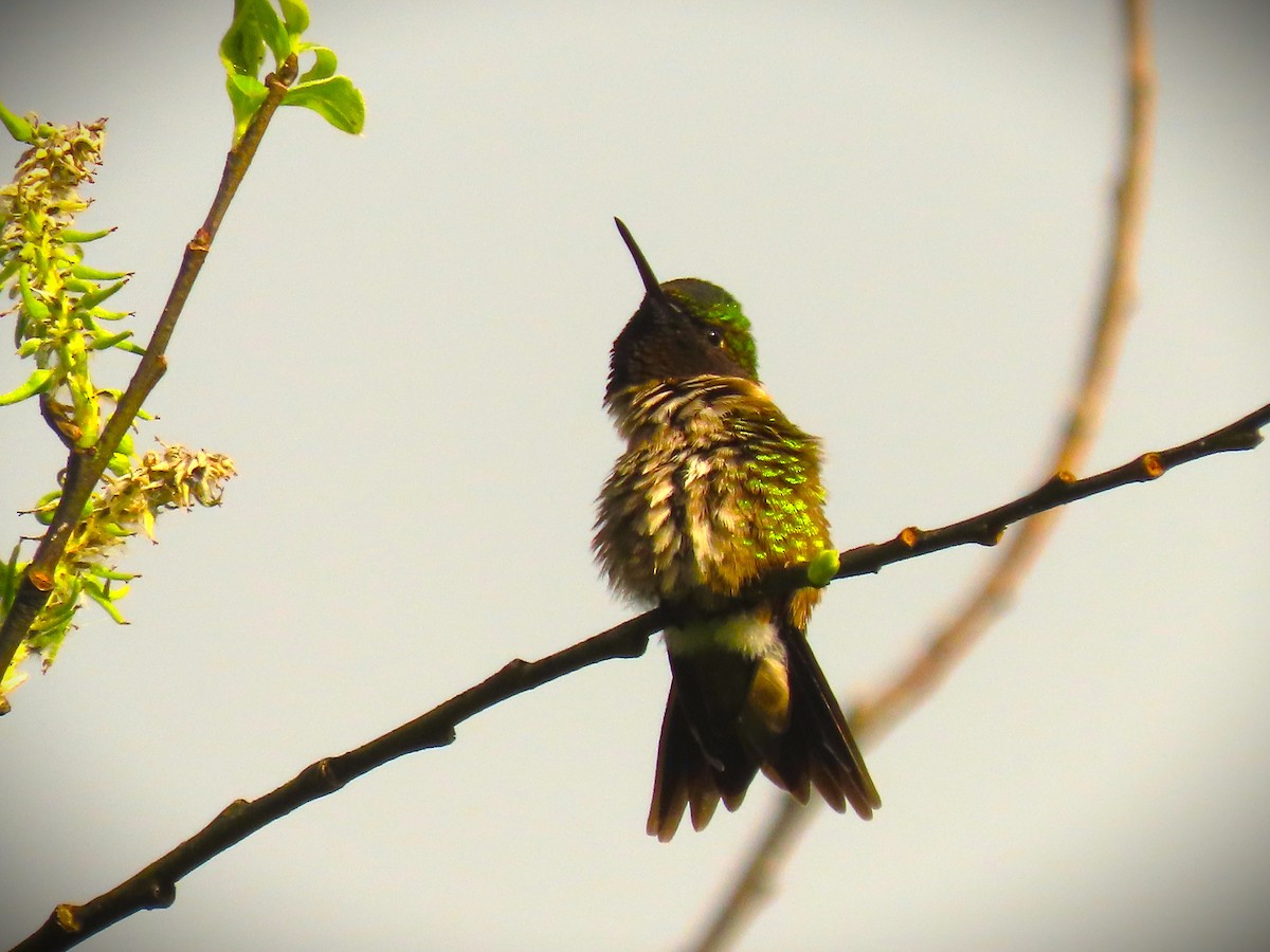 Ruby-throated Hummingbird - ML619278595