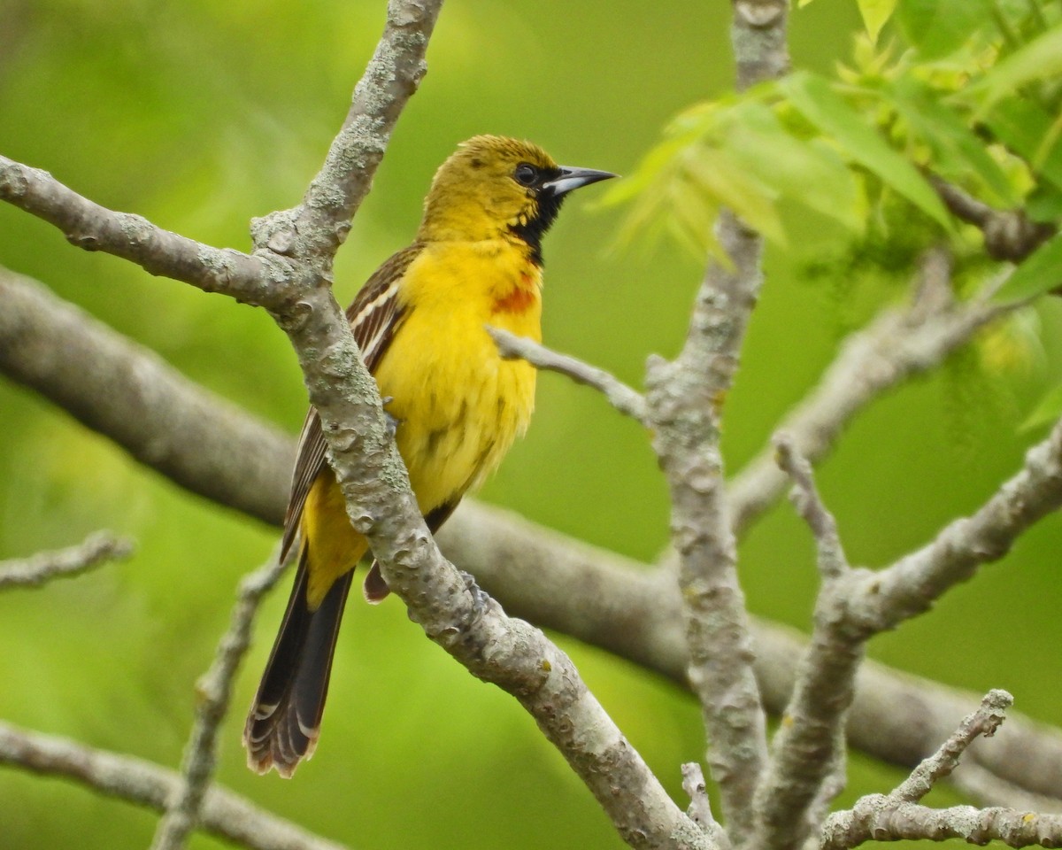 Orchard Oriole - ML619278598