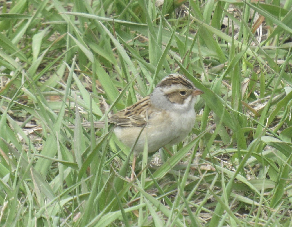 Clay-colored Sparrow - ML619278690