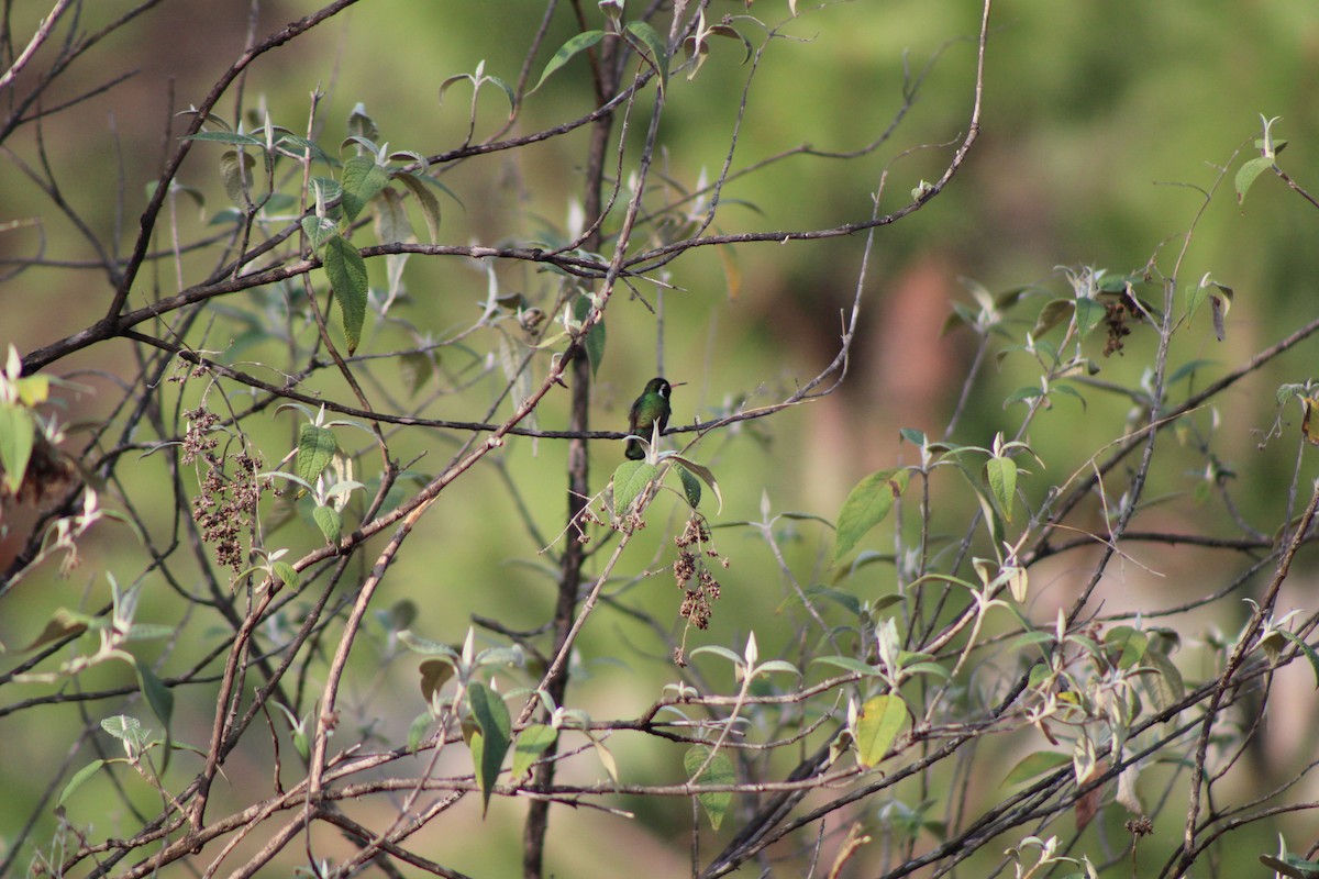 kolibřík bělouchý - ML619278693