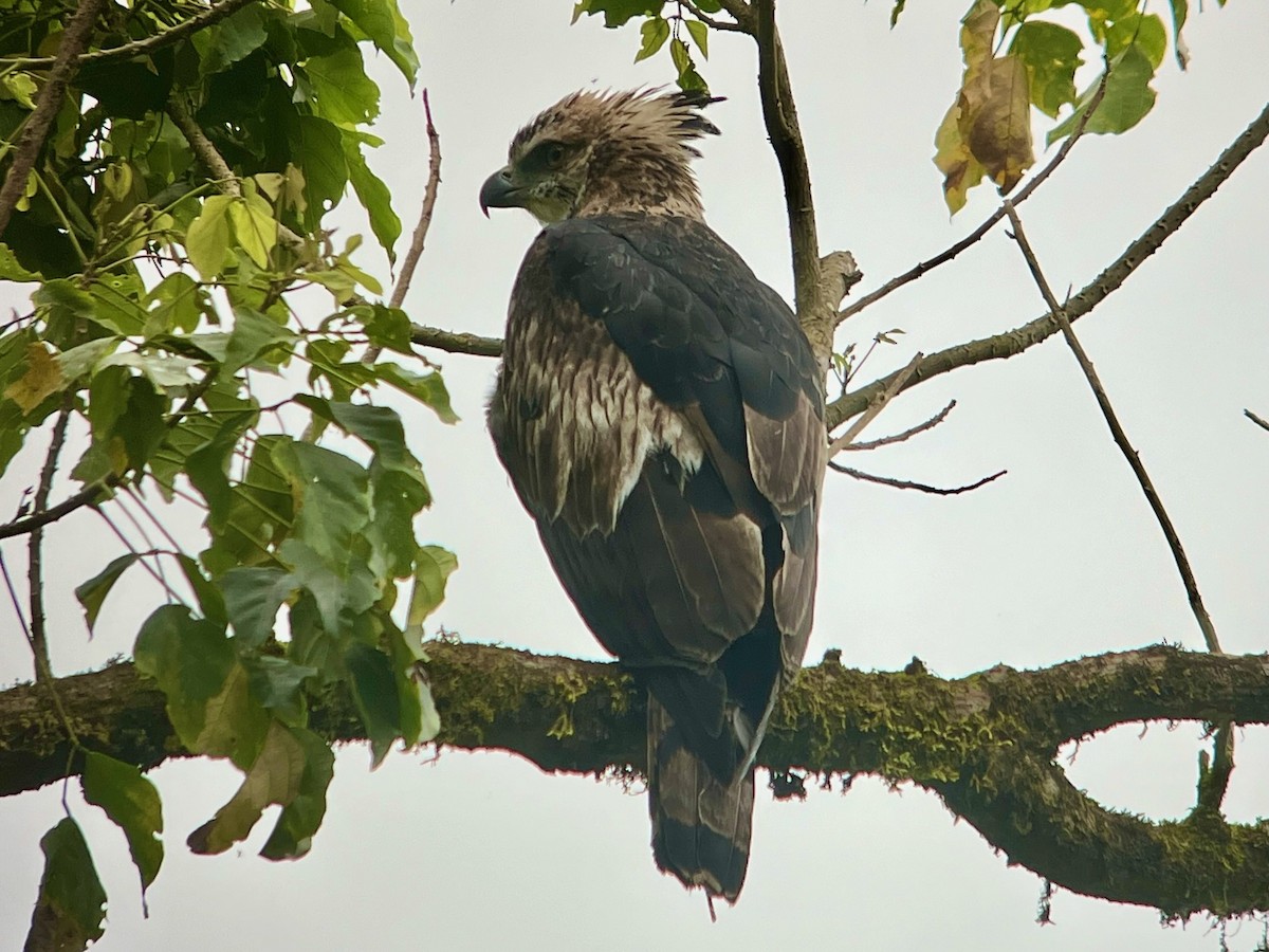 Black-and-chestnut Eagle - ML619278742