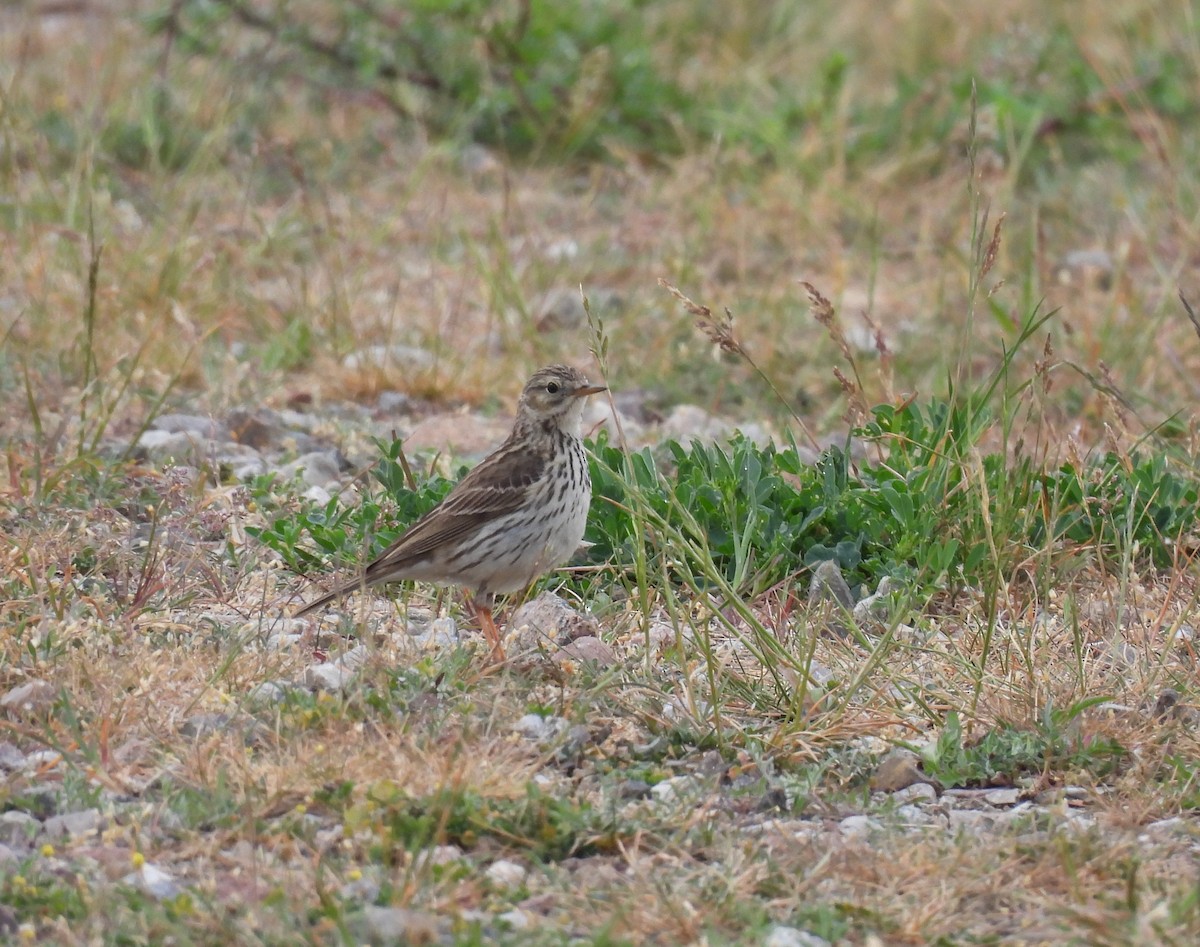 Meadow Pipit - ML619278775