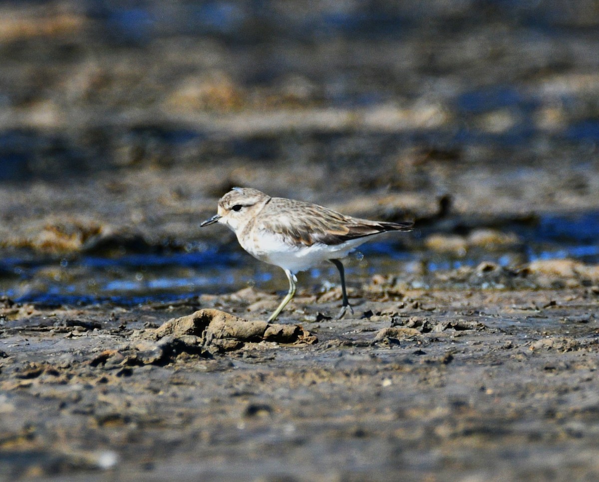 Double-banded Plover - ML619278817