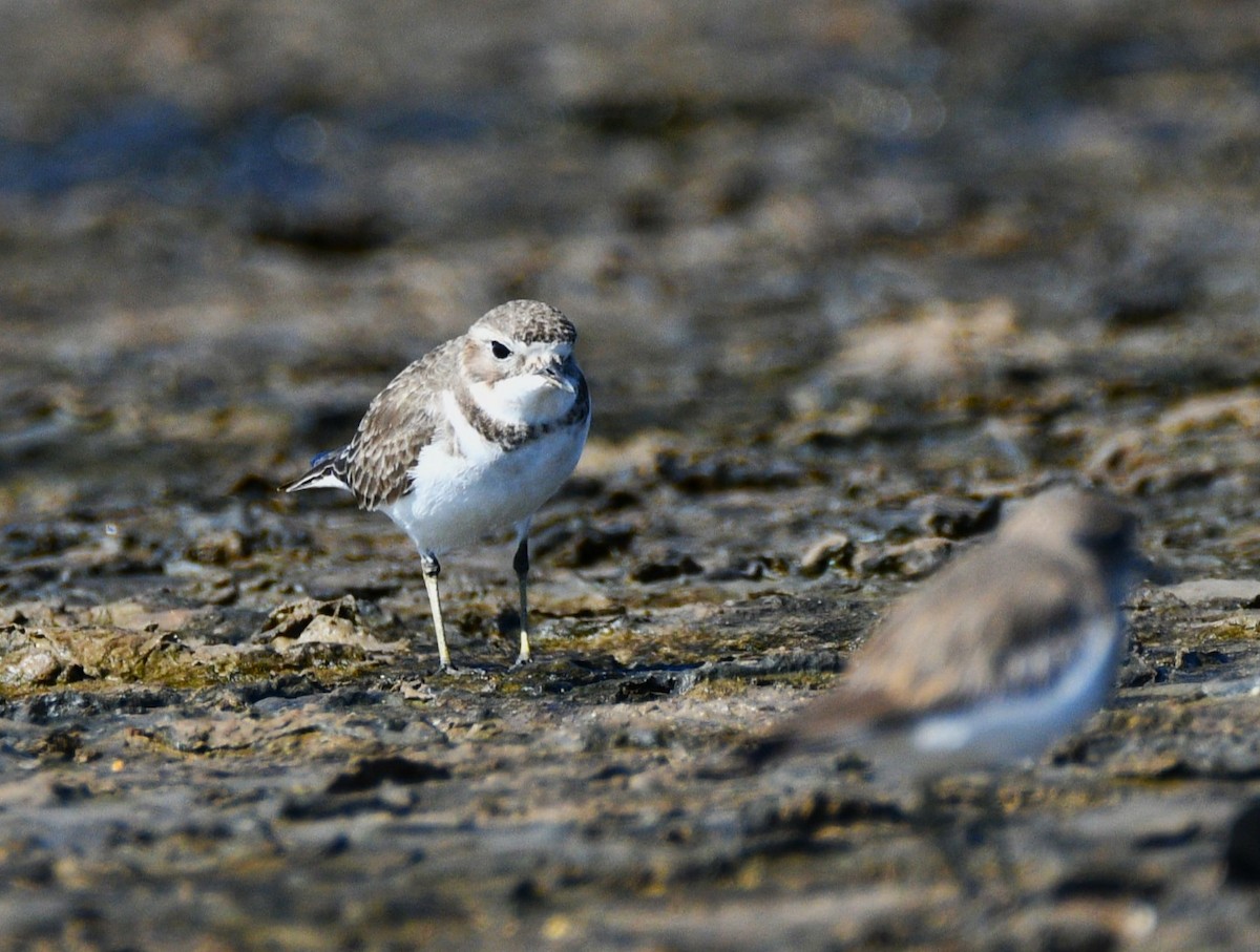 Double-banded Plover - ML619278818