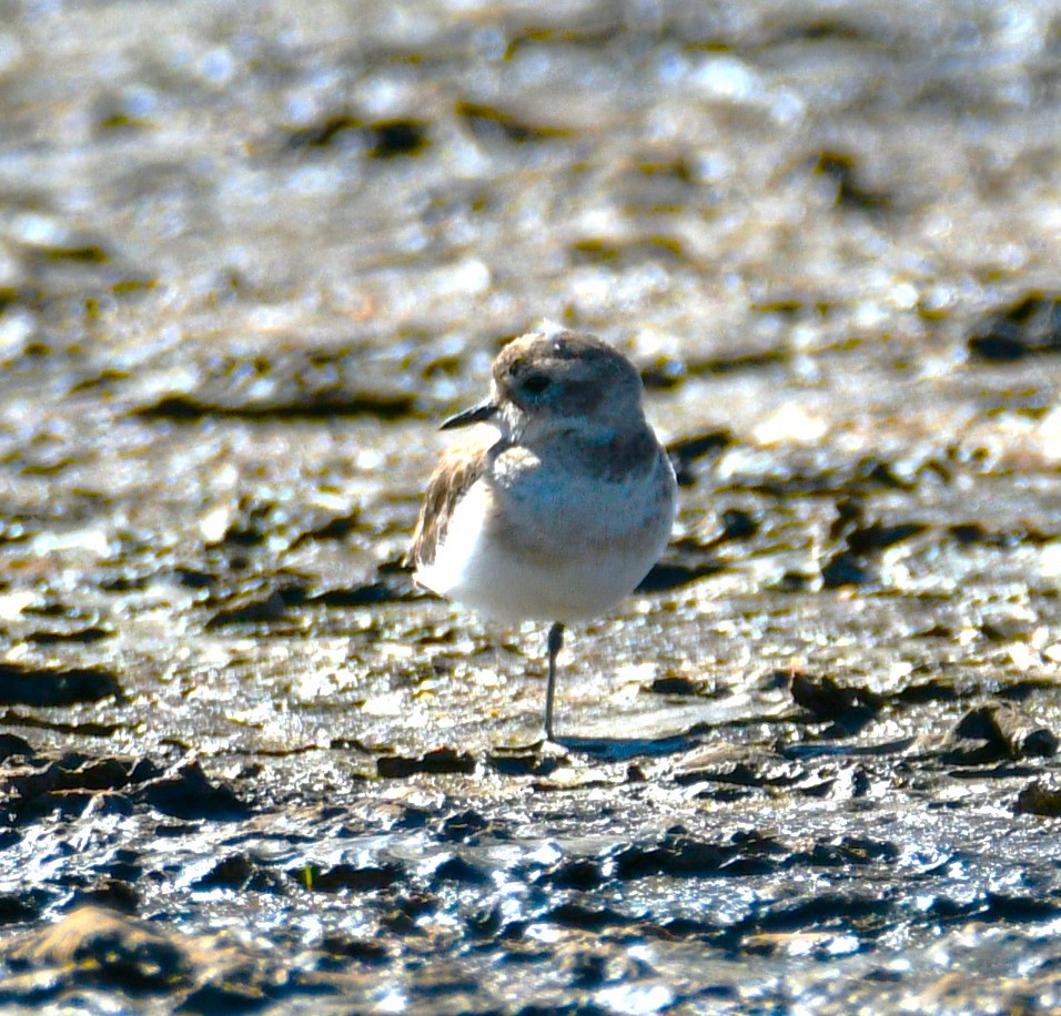 Double-banded Plover - ML619278820