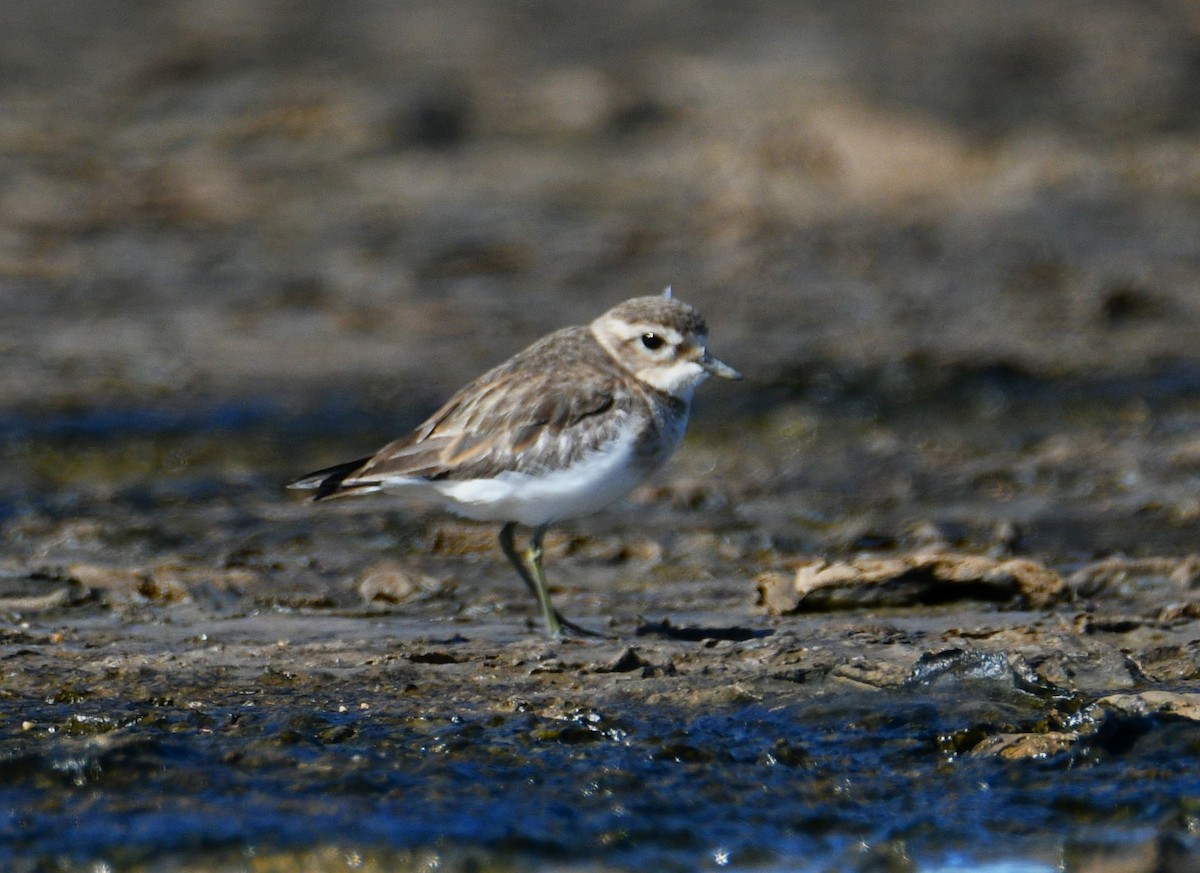 Double-banded Plover - ML619278821