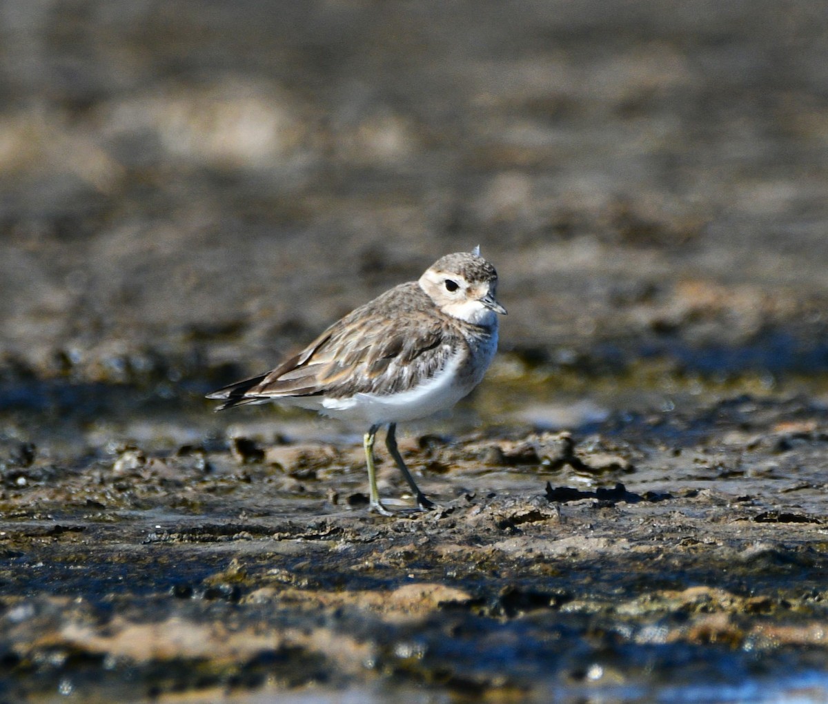 Double-banded Plover - ML619278822