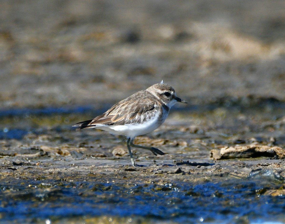 Double-banded Plover - ML619278823