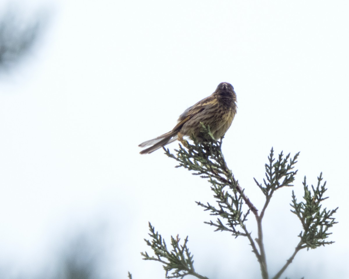 Fire-fronted Serin - ML619278865