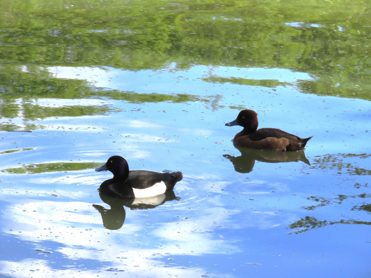 Tufted Duck - ML619278870