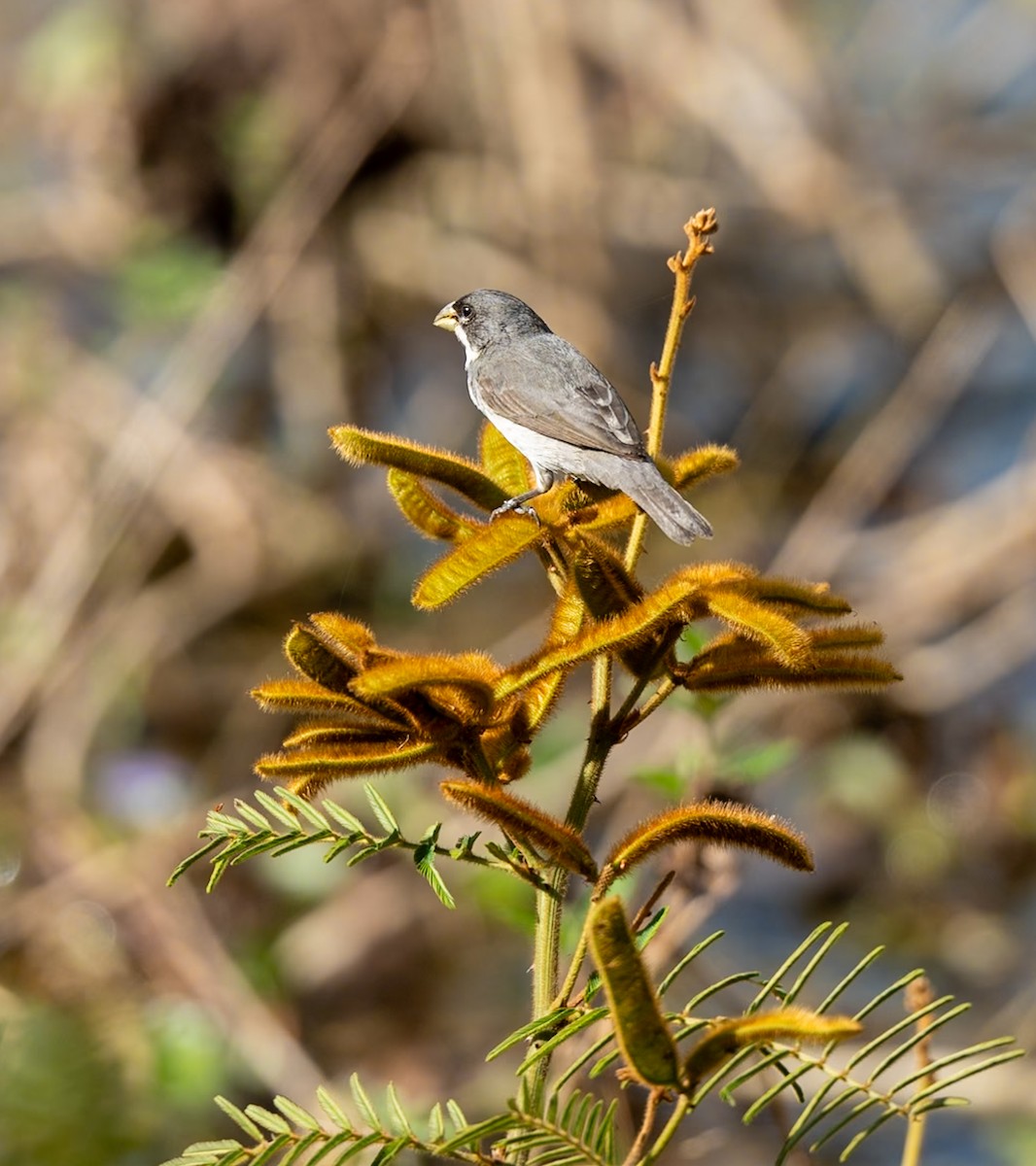Double-collared Seedeater - ML619278873