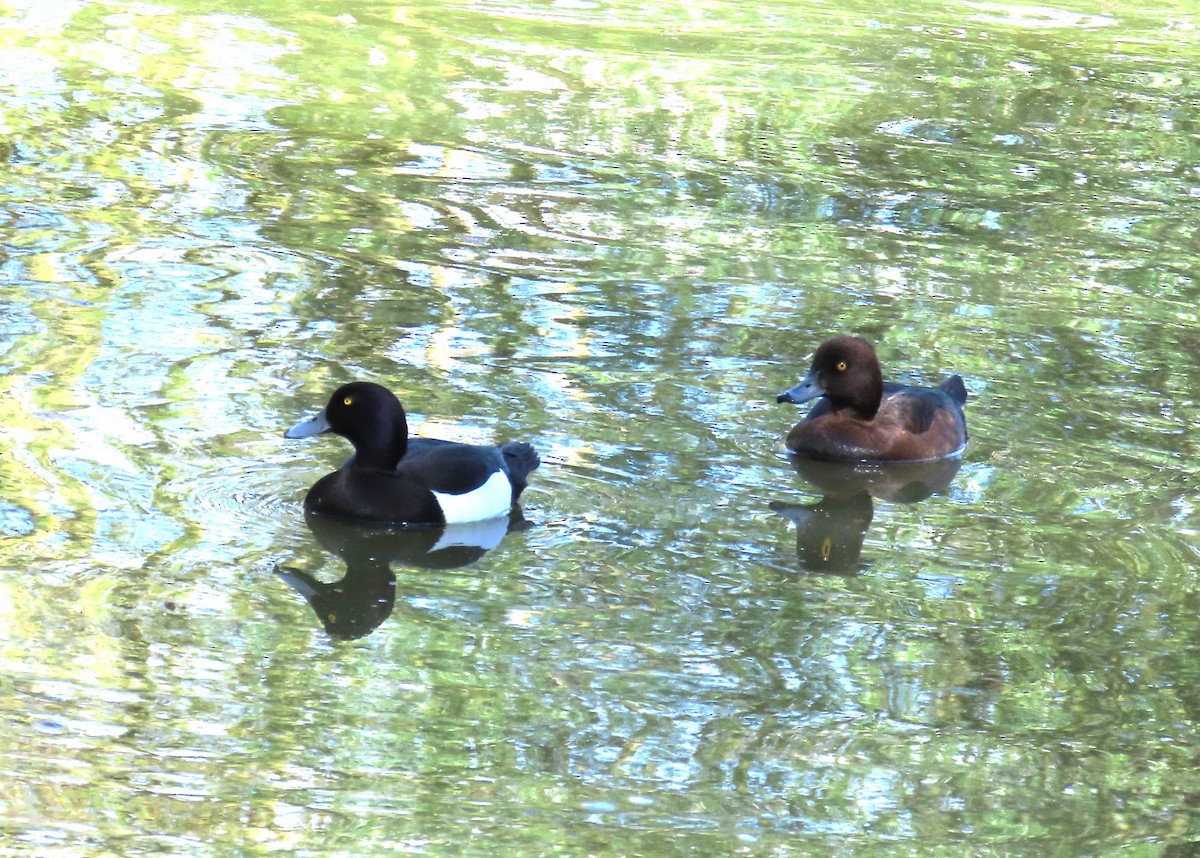 Tufted Duck - ML619278891
