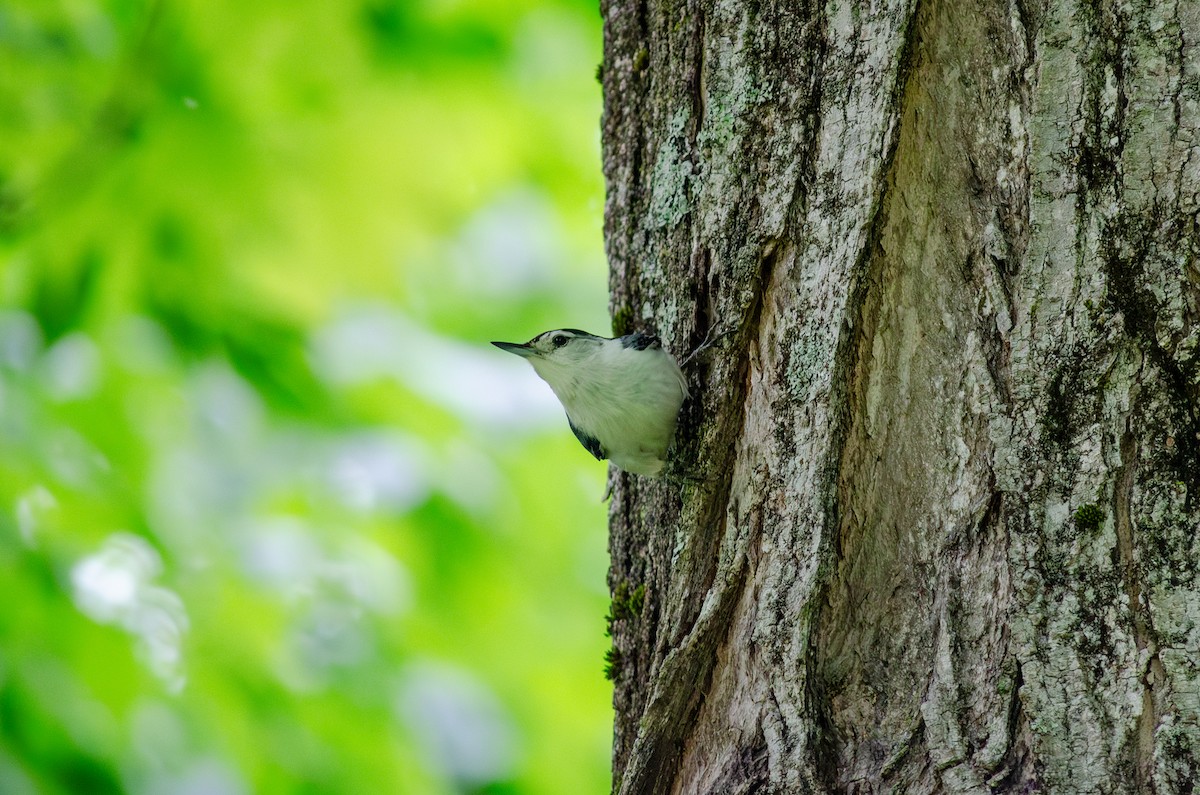 White-breasted Nuthatch (Eastern) - ML619278906