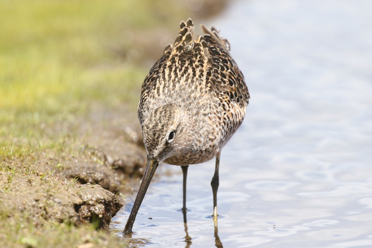 Long-billed Dowitcher - ML619279012