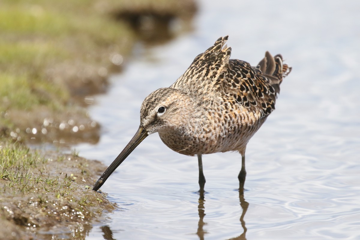 Long-billed Dowitcher - ML619279013