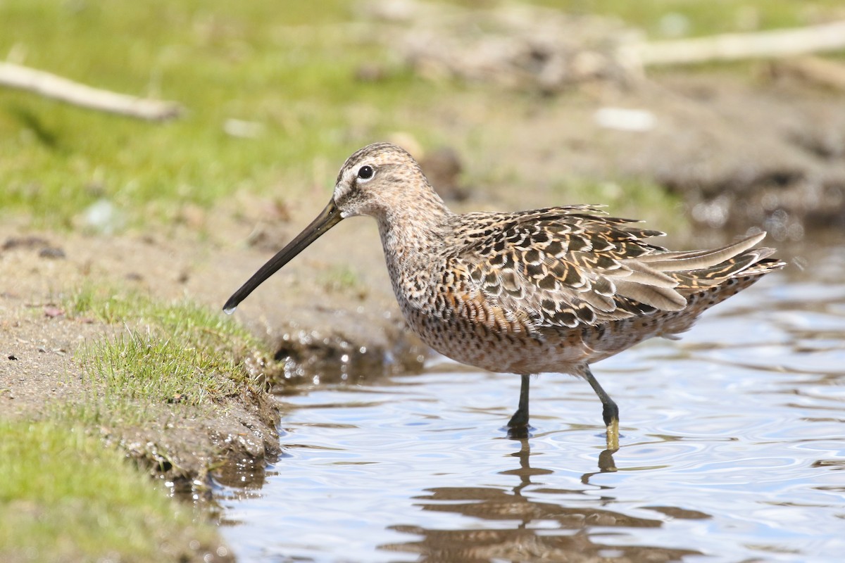Long-billed Dowitcher - ML619279014
