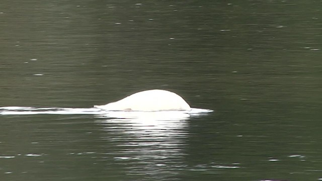 Black-necked Swan - ML619279024
