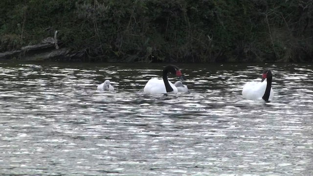 Black-necked Swan - ML619279031