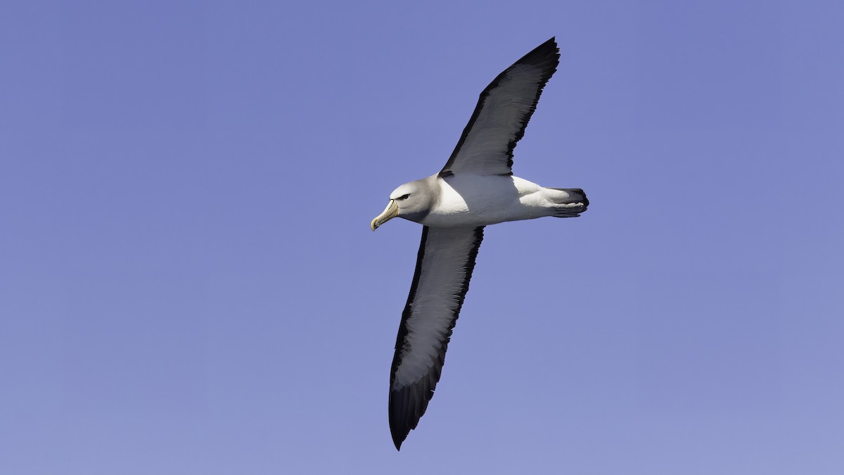 Albatros de Salvin - ML619279036