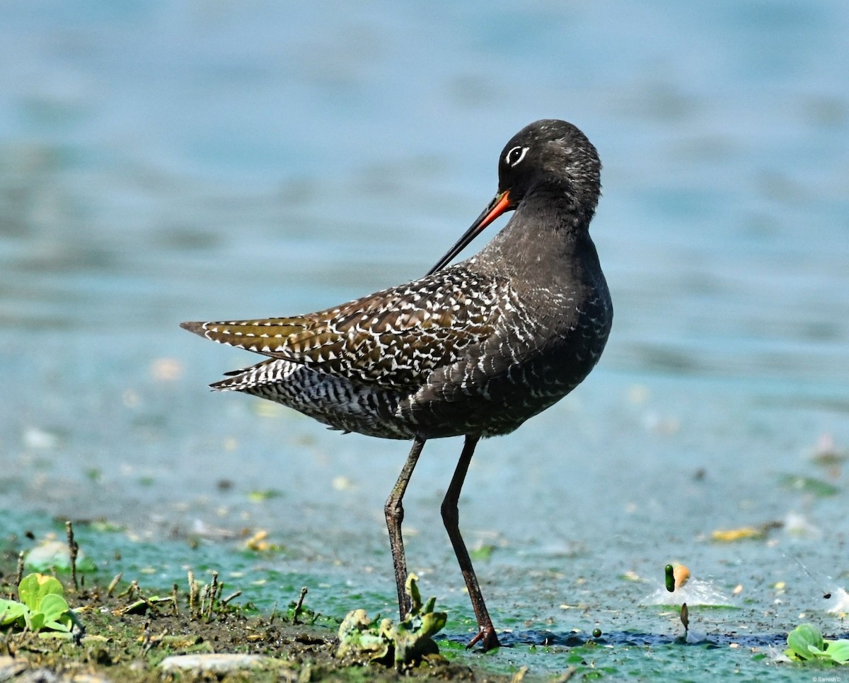 Spotted Redshank - ML619279092