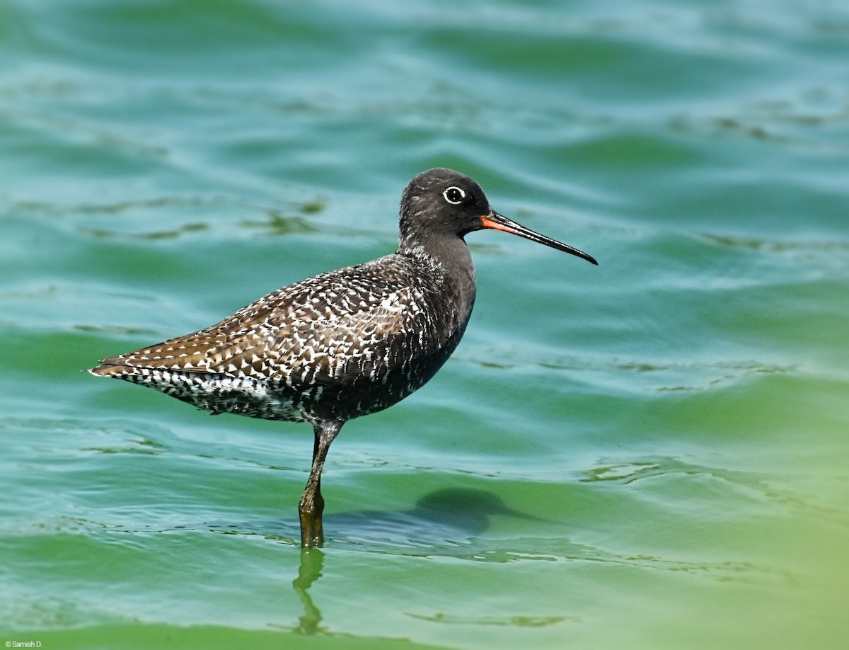 Spotted Redshank - ML619279093