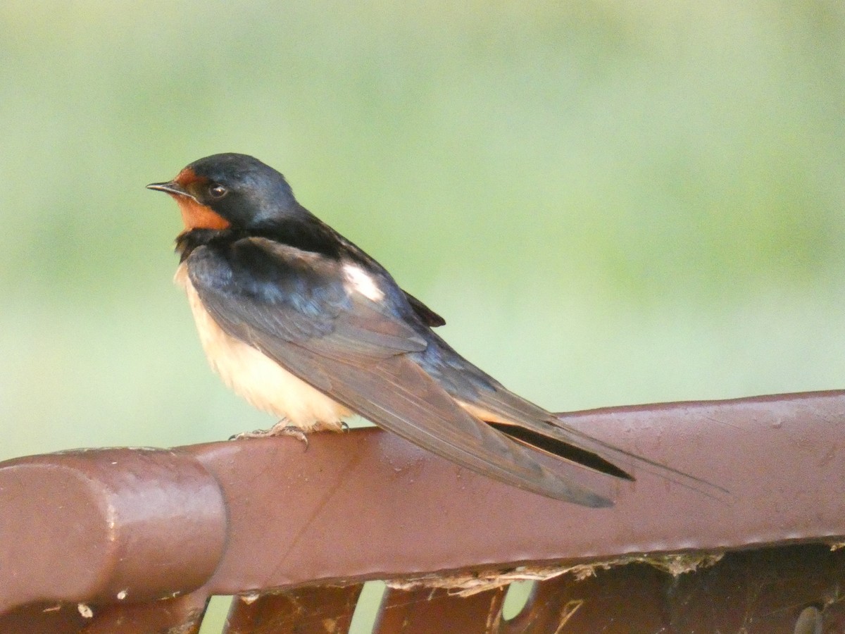Barn Swallow - ML619279098