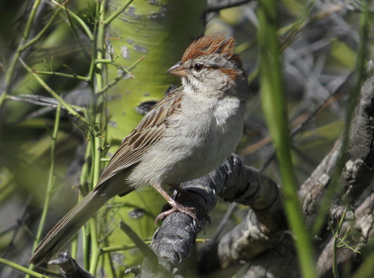 Rufous-winged Sparrow - ML619279099