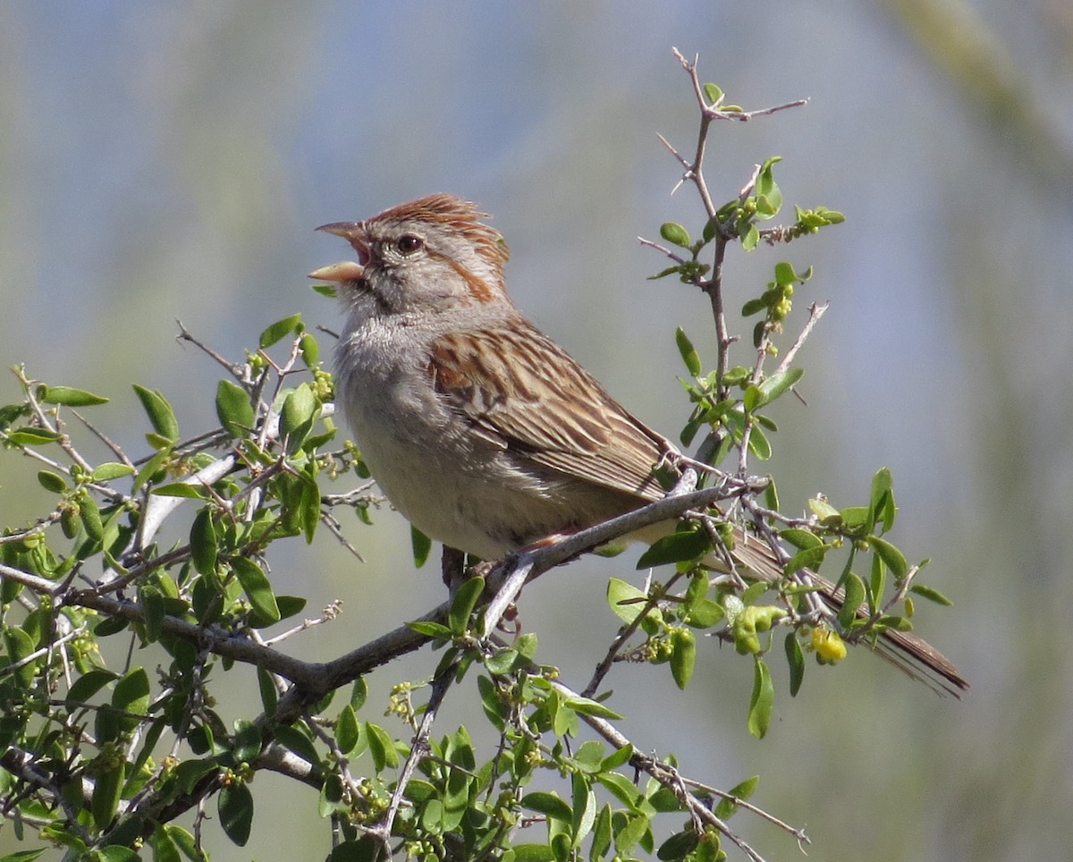 Rufous-winged Sparrow - ML619279105