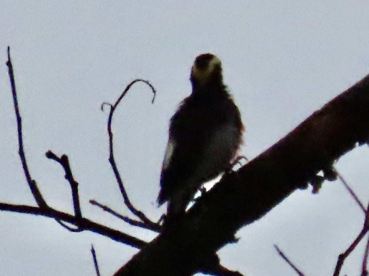 Yellow-tufted Woodpecker - ML619279165