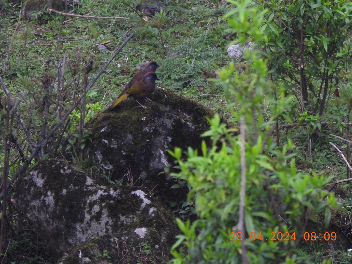 Chestnut-crowned Laughingthrush - ML619279196