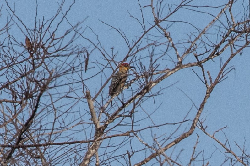 Golden-cheeked Woodpecker - ML619279224
