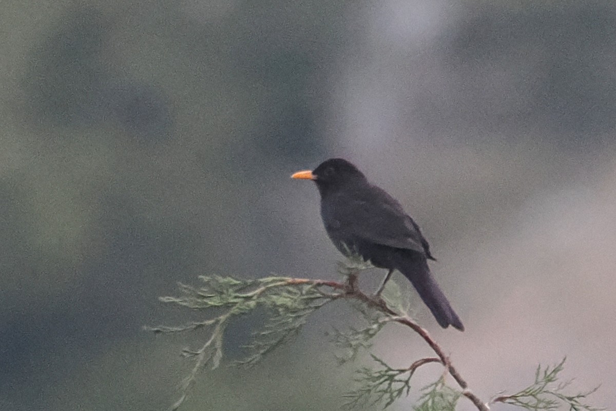 Eurasian Blackbird - ML619279228