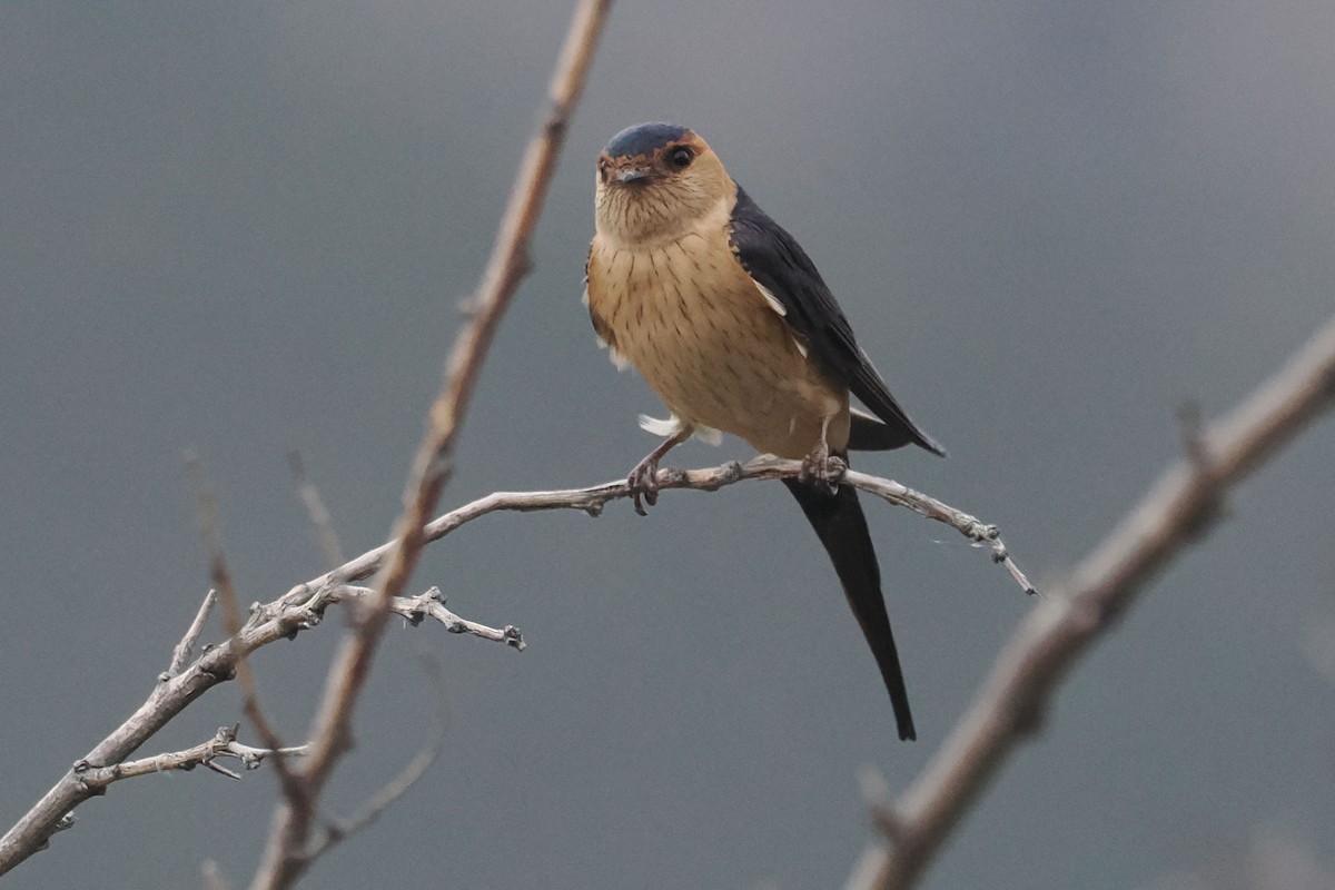 Red-rumped Swallow - ML619279252