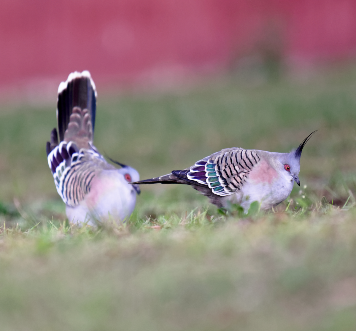 Crested Pigeon - ML619279275