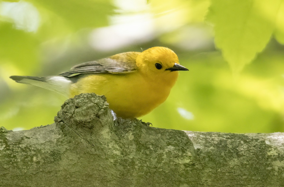 Prothonotary Warbler - ML619279289