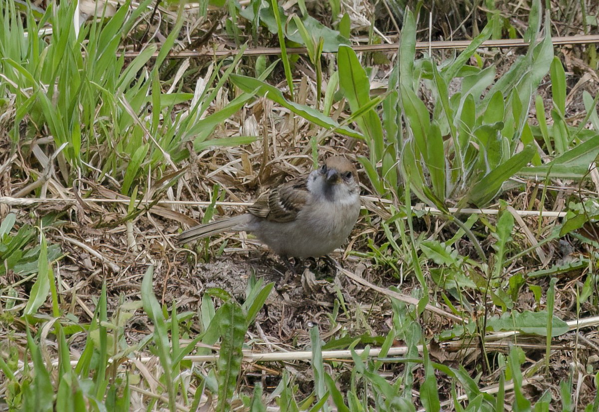 Eurasian Tree Sparrow - ML619279345