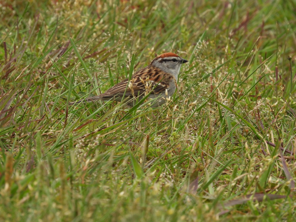 Chipping Sparrow - ML619279371
