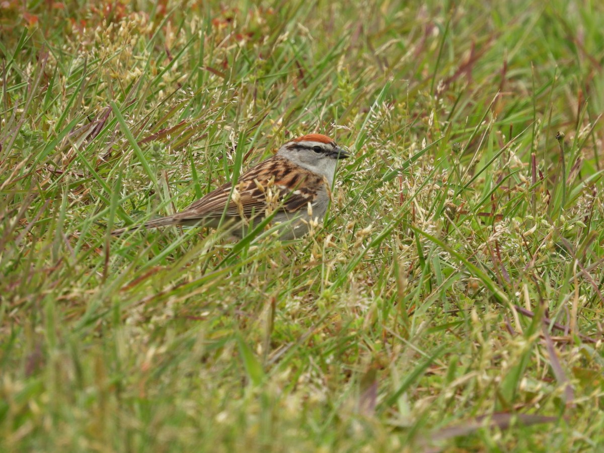 Chipping Sparrow - ML619279372