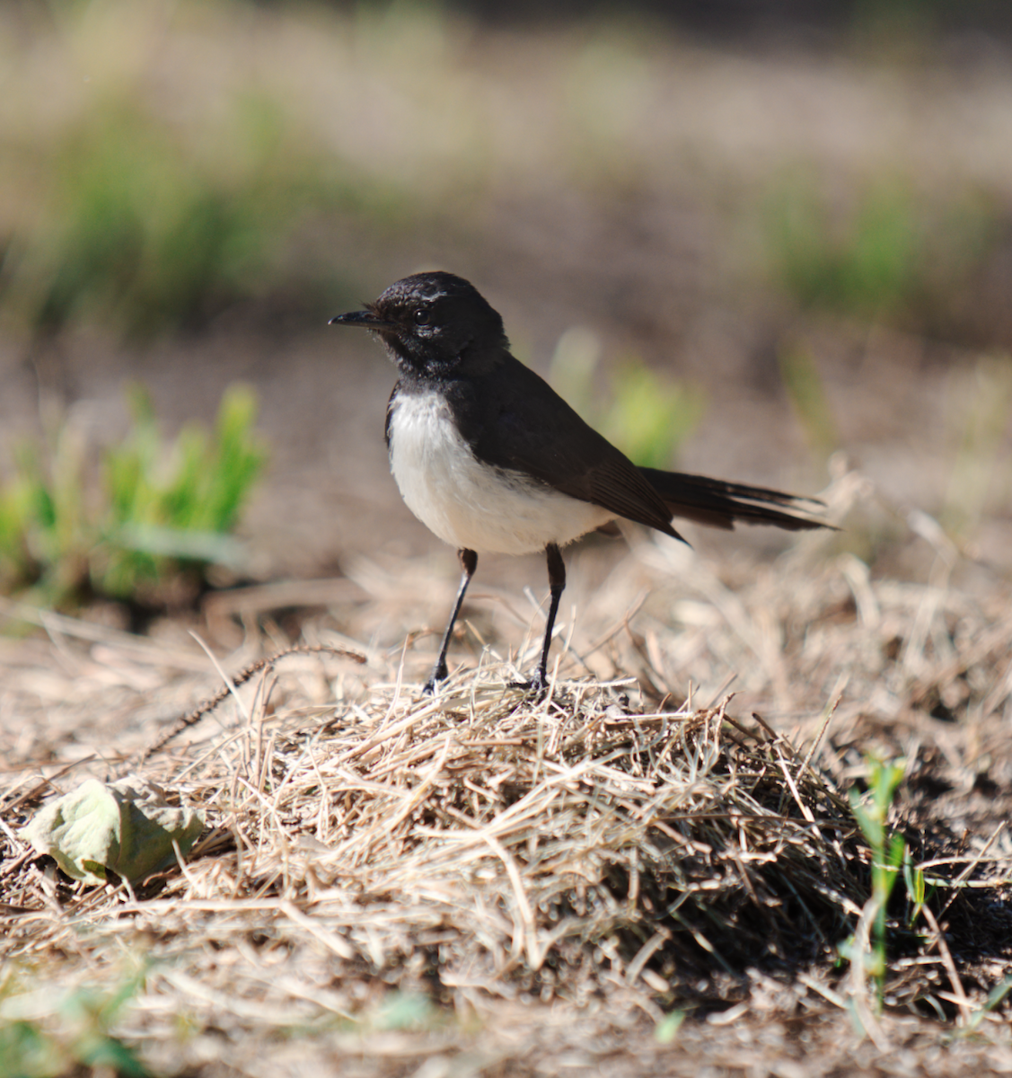 Willie-wagtail - ML619279408