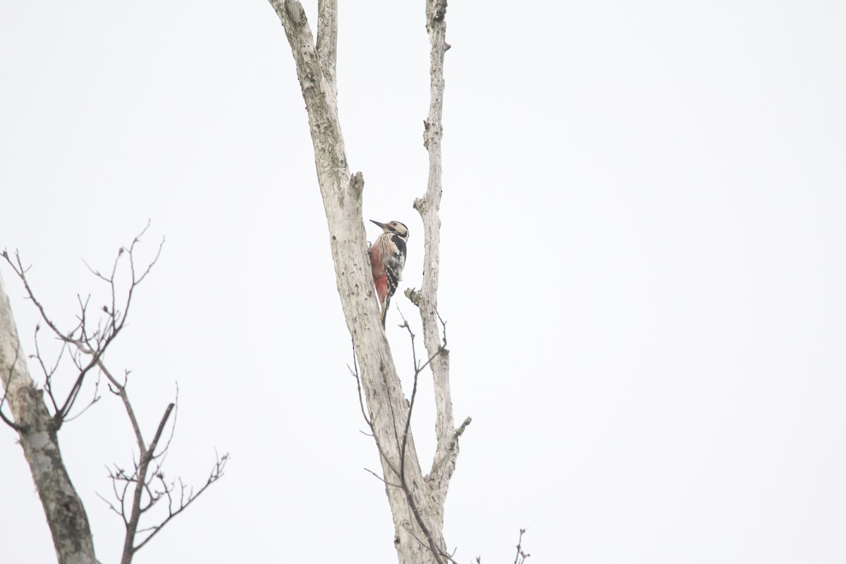 White-backed Woodpecker - ML619279426
