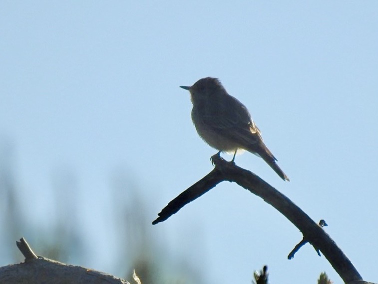 Spotted Flycatcher (Spotted) - ML619279470