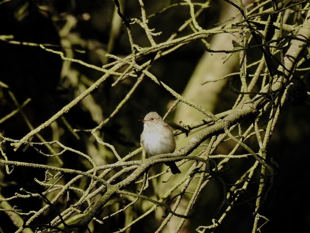 Spotted Flycatcher (Spotted) - ML619279471
