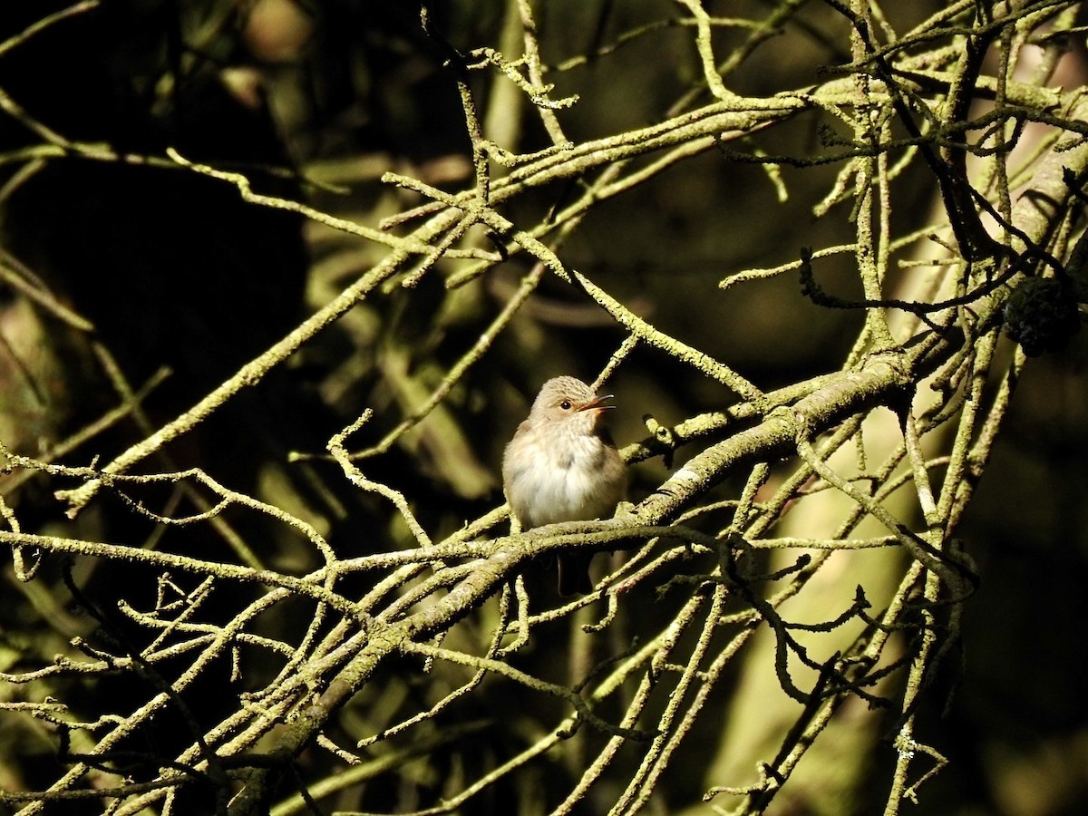 Spotted Flycatcher (Spotted) - ML619279473