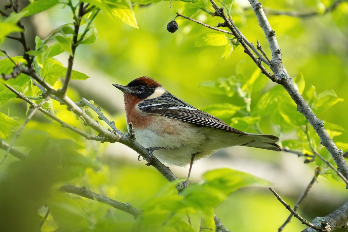 Bay-breasted Warbler - ML619279485