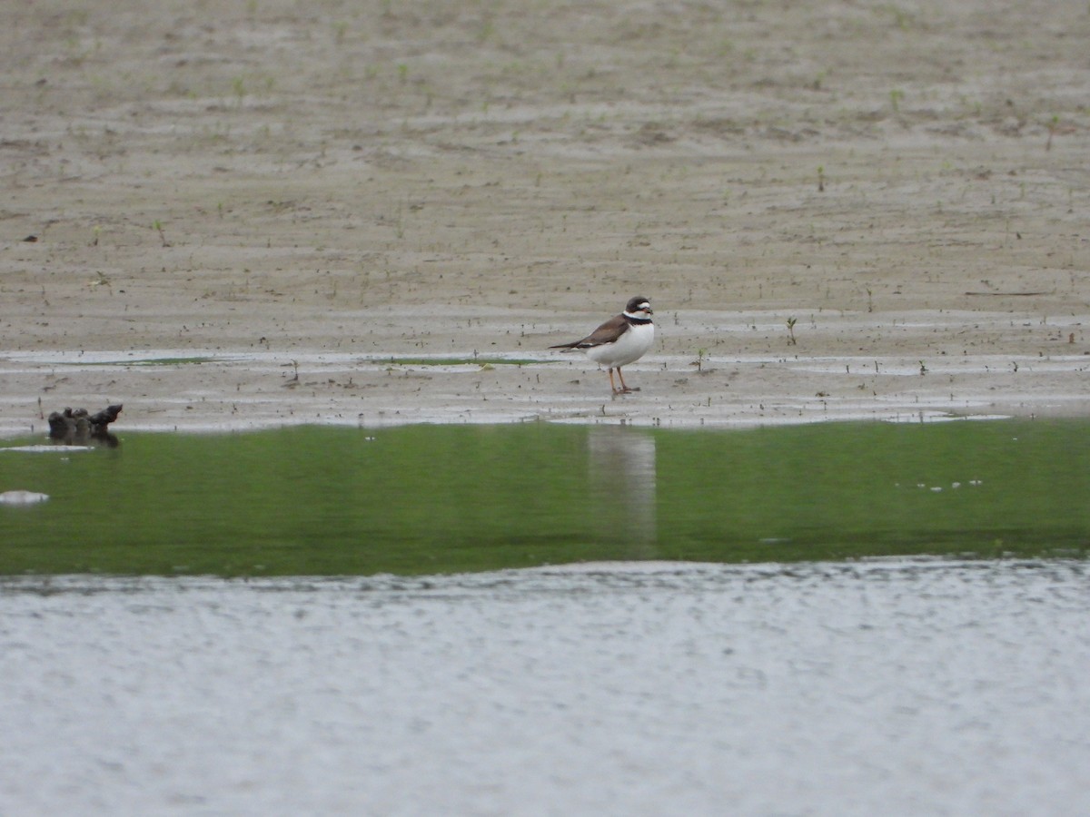 Semipalmated Plover - ML619279563