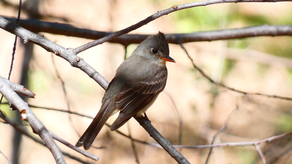 Greater Pewee - ML619279613