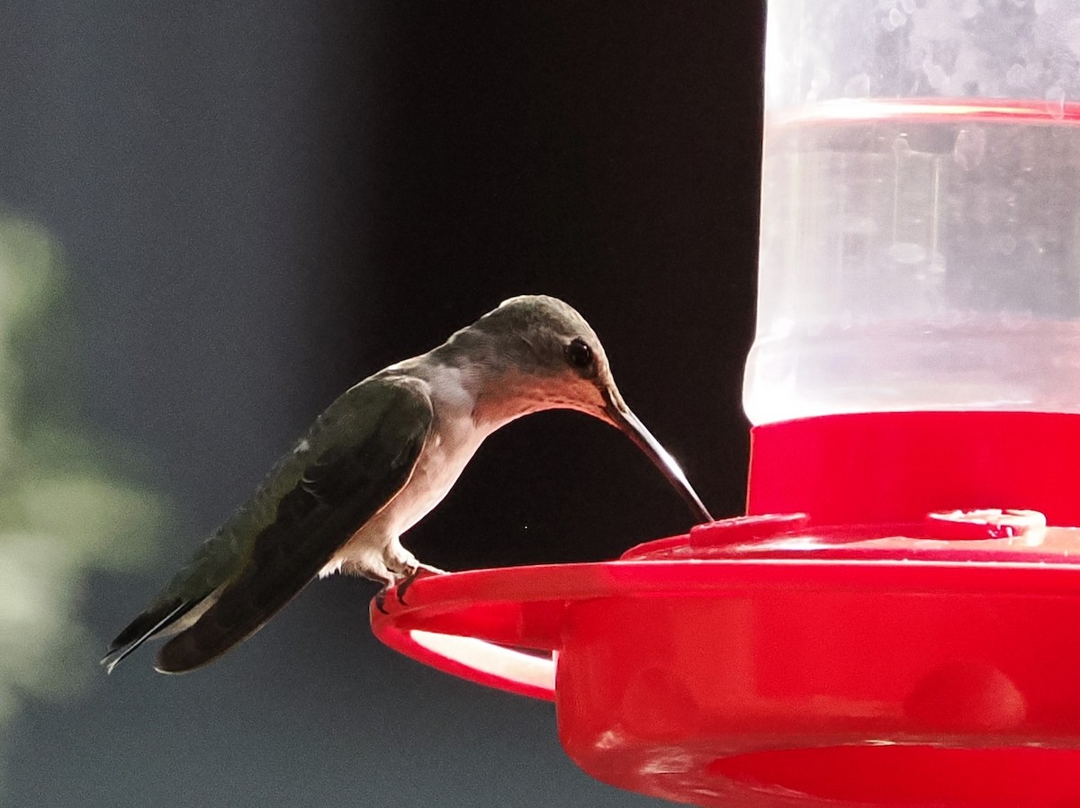 Black-chinned Hummingbird - ML619279642