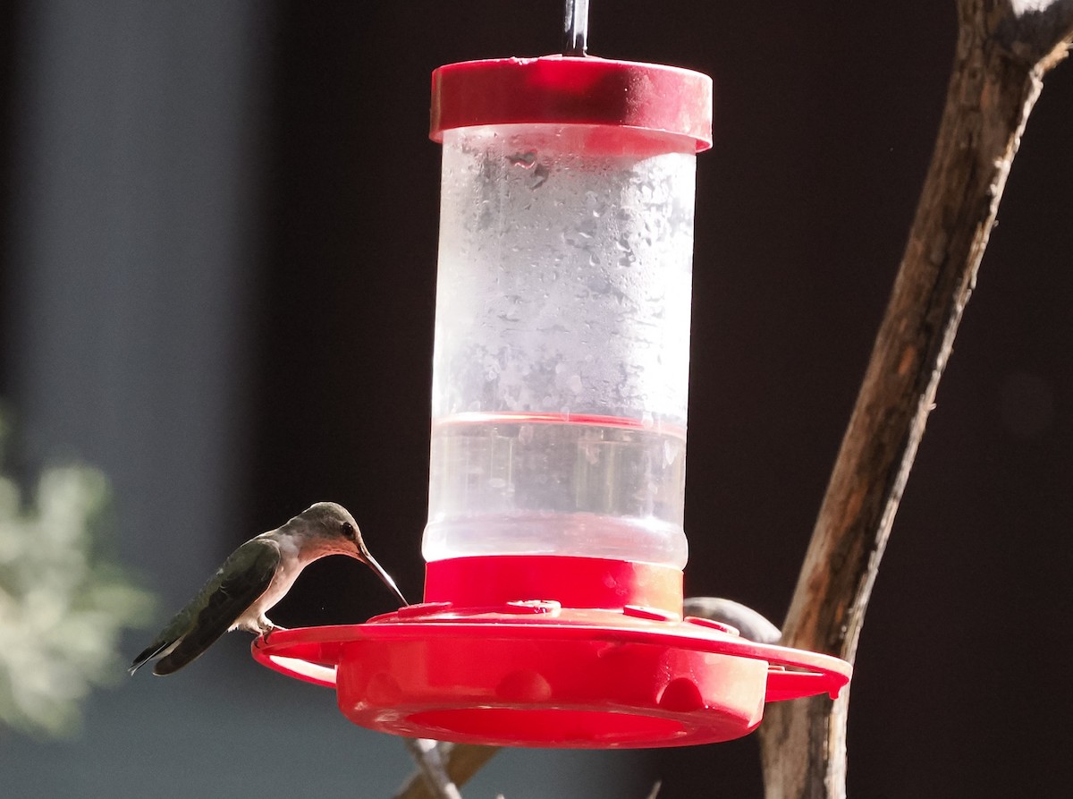 Black-chinned Hummingbird - ML619279643
